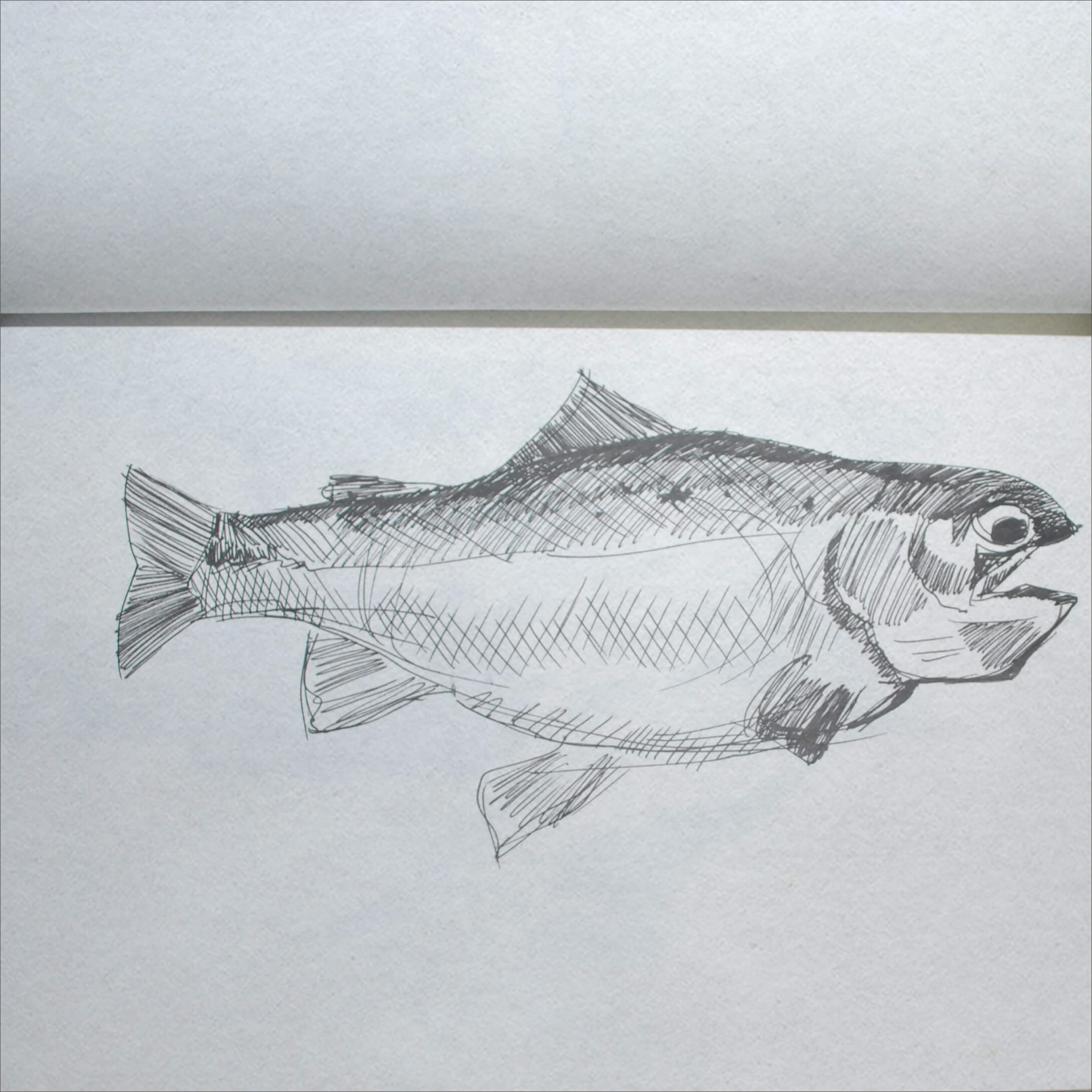 Drawing 10 — Zoological Life Study