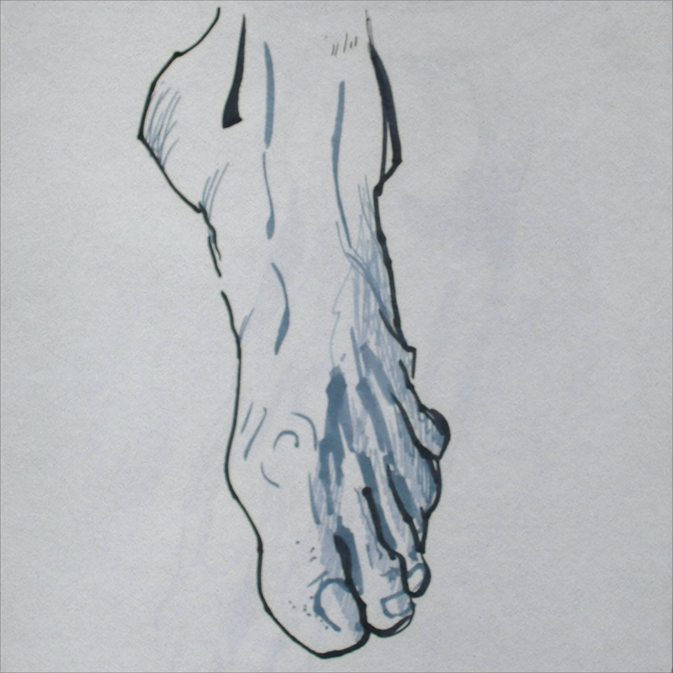 Drawing 13 — Classical Musculature Study