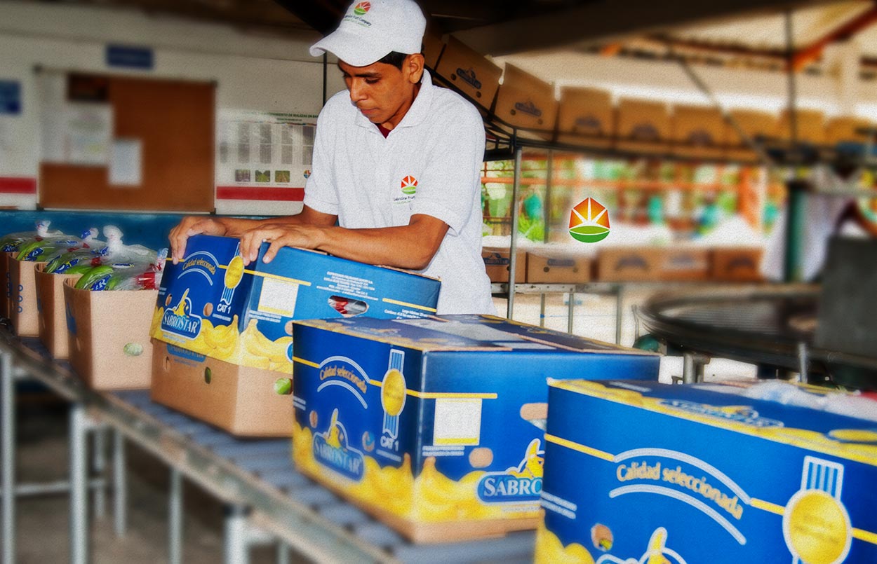 Sabrostar — Premium Banana Packaging & Quality Control Line